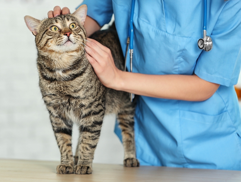 Veterinary Jobs in Panorama City