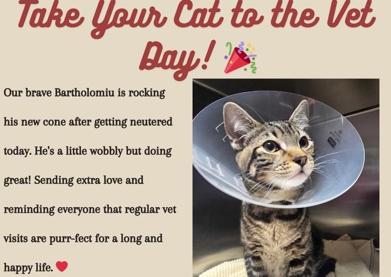Carousel Slide 7: Cat Neuter