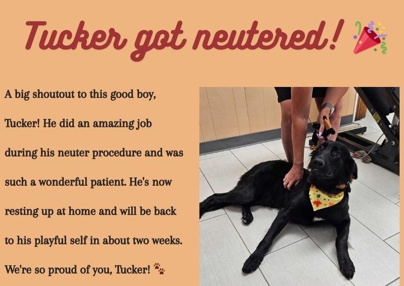 Carousel Slide 6: Dog Neuter