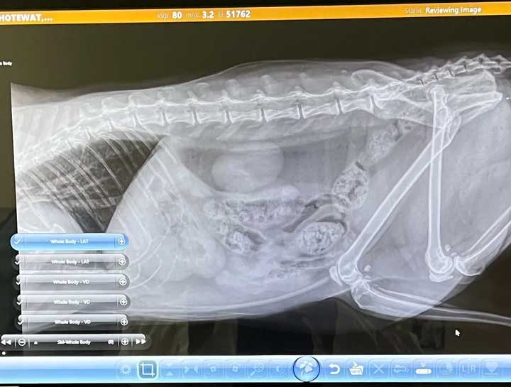 Pet Digital Radiology